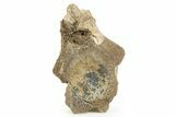 Rare, Fossil Aetosaur Cervical Vertebra - New Mexico #367569-3